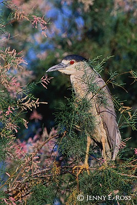 Black-Crowned Night-Heron (Nycticorax nycticorax), adult