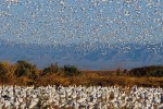 Snow Geese (Chen caerulescens) and Ross's Geese (Chen rossii)