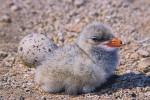 Caspian Tern (Sterna caspia), chick and unhatched egg