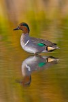 Green-Winged Teal (Anas crecca), adult male
