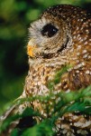 California Spotted Owl (Strix occidentalis occidentalis)