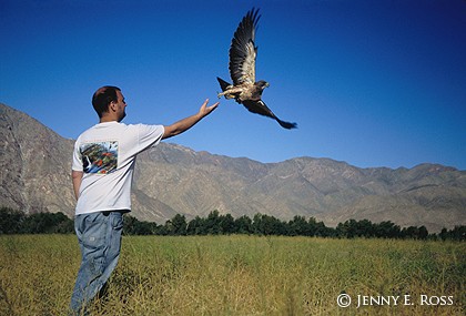 Scientist releasing a Swainson's Hawk (Buteo swainsoni) after banding it