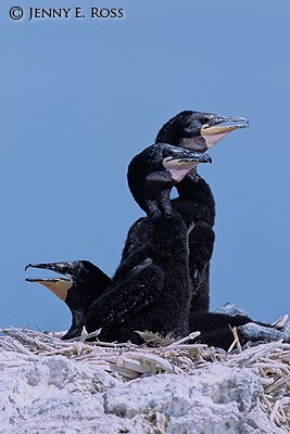 Double-Crested Cormorant (Phalacrocorax auritus albociliatus), chicks on nest