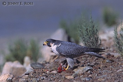 Peregrine Falcon (Falco peregrinus), eating prey