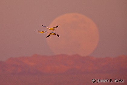 Snow Geese (Chen caerulescens) with moonrise at sunset