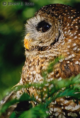 California Spotted Owl (Strix occidentalis occidentalis)
