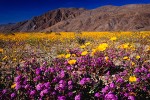 Desert Wildflowers, Anza-Borrego