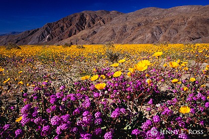 Desert Wildflowers, Anza-Borrego