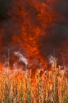 Controlled burn for wildlife habitat management
