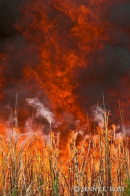 Controlled burn for wildlife habitat management