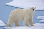 Adult male polar bear on melting sea ice
