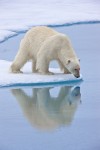 Polar bear hunting on sea ice