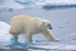 Polar bear tentatively traveling across thin ice