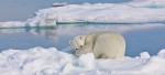 Polar bear resting on sea ice