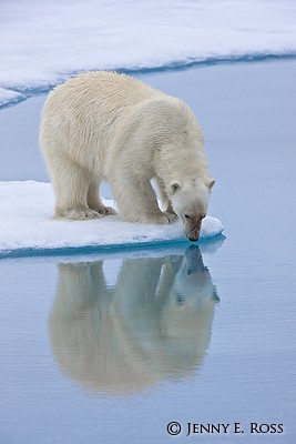 Polar Bear Reflection