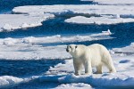 Adult male polar bear hunting on sea ice