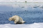 Subadult polar bear diving off an ice floe into an open lead