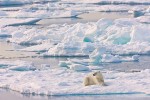 Adult female polar bear resting on sea ice next to an open lead