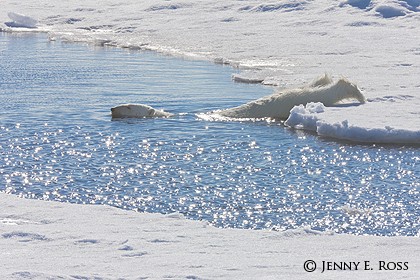 Polar bear slowly sliding into water between ice floes to begin an "aquatic stalk"