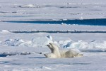 Subadult polar bear cleaning his fur by rubbing on snowy sea ice