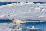 Polar bear carefully crossing an open lead while stalking prey