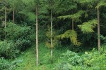 Sichuan Forest