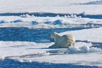 Polar bear keeping a low profile as he stalks prey