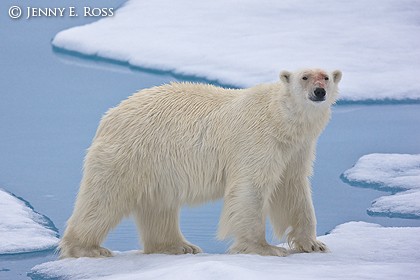 Adult male polar bear on melting sea ice