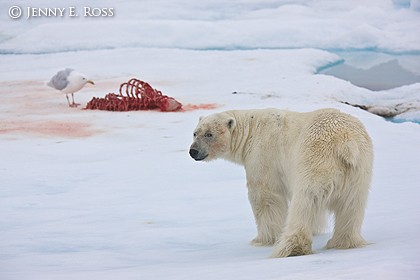 Adult male polar bear cautiously approaching a seal kill site