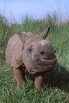 Asian Rhino Calf