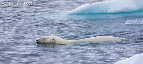 Polar bear swimming among melting floes