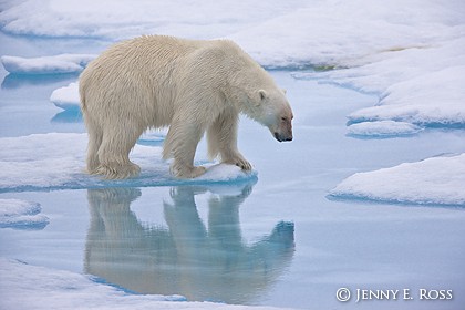 Polar bear traveling on melting sea ice
