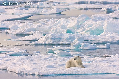 Adult female polar bear resting on sea ice next to an open lead