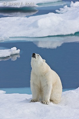 Subadult polar bear sniffing the air