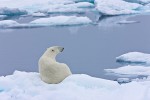 Polar bear resting on sea ice at an open lead