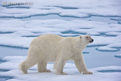 Adult male polar bear traveling on melting sea ice