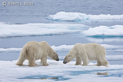 Two adult male polar bears confronting one another on melting sea ice