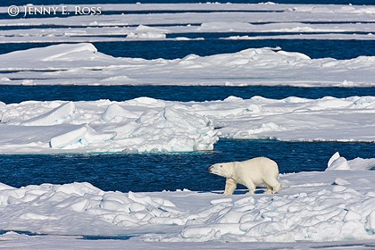 Adult male polar bear traveling on sea ice