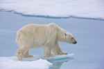 Adult male polar bear preparing to cross a melt pool on summer sea ice