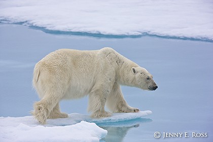 Adult male polar bear preparing to cross a melt pool on summer sea ice