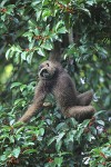 Gibbon Foraging