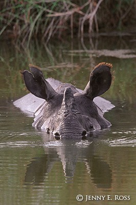 The One-Horned Rhinoceros