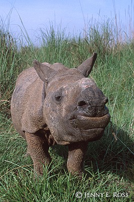 Asian Rhino Calf