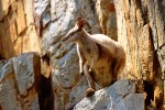 Rock-Climbing Rock Wallaby