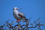 Red-Footed Booby #1