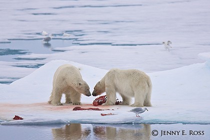 Two adult male polar bears confronting one another at a seal kill site