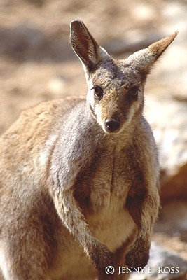 Black Footed Wallaby