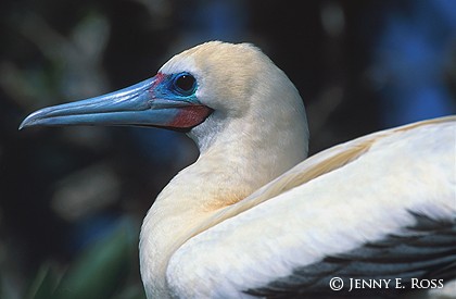 Red-Footed Booby #2