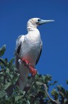 Red-Footed Booby #3
