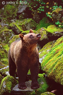 Grizzly Bear, Soul of the Wild